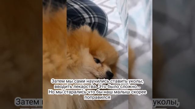 Шпиц Шастик очень сильно заболел!!! смотреть онлайн