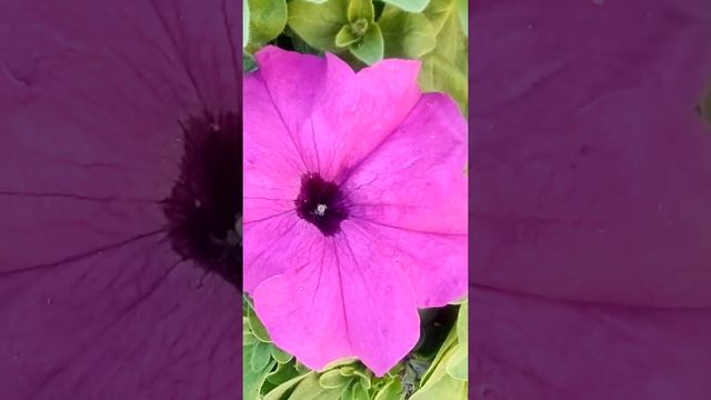 Пышная рассада петунии смотреть онлайн