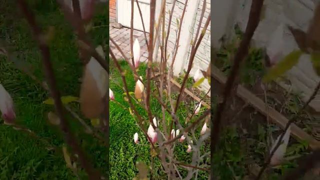 #Магнолія Суланжа вся в бутонах!| Харків| #Magnolia × soulangeana #shots #рослини #квіти