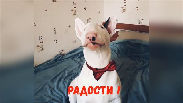 Бультерьер Царь поздравляет с 8 марта ! смотреть онлайн