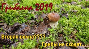 Грибы не кончаются. Вторая волна??? Грибалка. Тихая охота. Архив.