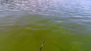 СОМ НА КВОК. ?28 кг. ?ПЕРВЫЙ ТРОФЕЙ СЕЗОНА!