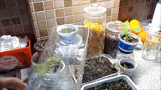 БУРЖУЙКА в ДЕЛЕ смотреть онлайн