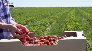 ВСЕГО ОДНА ПОДКОРМКА и ягода на КЛУБНИКЕ будет КРУПНОЙ! "Копеечная" [подкормка] клубники.