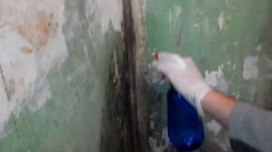 самое простое и эффективное средство от плесени