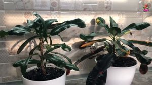 КРОТОН - плюсы ФОРМИРОВОЧНОЙ ОБРЕЗКИ. Обзор кротонов Mammie, Goldstar Selecta, Wilma и Gloriosa.