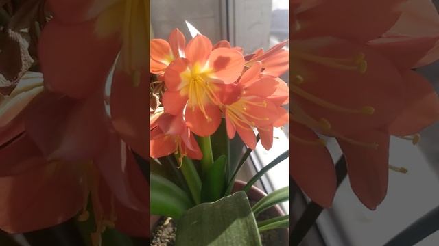 цветок кливия на подоконнике смотреть онлайн