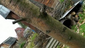 осенний уход за яблонями. обработка от грибка.