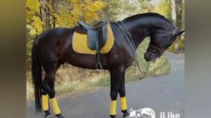 что нужно знать прежде чем покупать лошадь 🐴