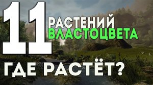 Gothic 3 - 11 растений ВЛАСТОЦВЕТА (Жизненная энергия: +2)