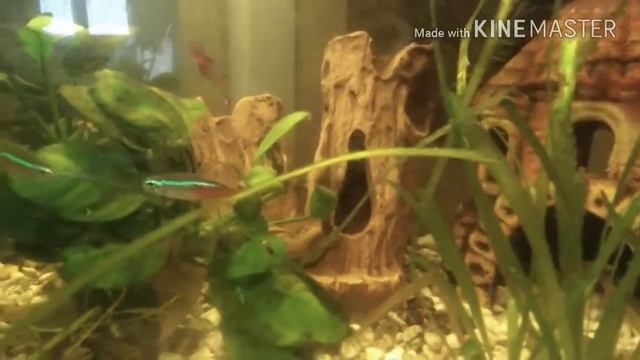 Уход за Hymenochirus boettgeri смотреть онлайн