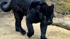 Черные пумы  красота и грация