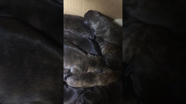 Щенки Кане Корсо видео. Puppies of cane Corso video