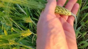 Щестирядный яровой ячмень сорта Вакула 14.06.2019