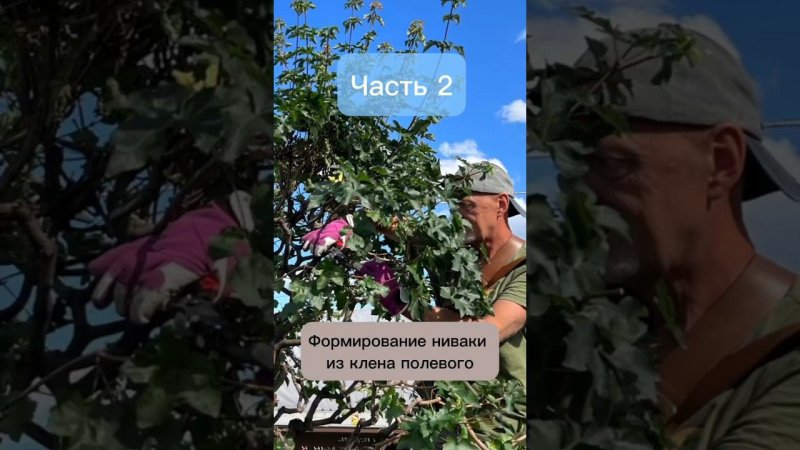 Формирование ниваки из клена полевого. #бонсай #bonsai #ниваки #сад #андрейдарусенков #клен