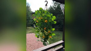 Красиво украсить террасу за копейки и без усилий! Не петунией! Настурцией!