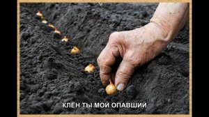 Клён ты мой опавший ☆ Русская Песня