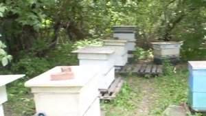 Как увеличить пасеку в 3 раза, за минуту.