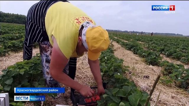 Сбор клубники в Адыгее вступил в активную фазу смотреть онлайн