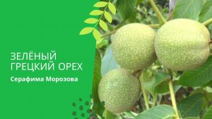 Зелёный грецкий орех - заготовки для здоровья.mp4