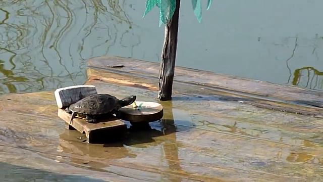 Черепаха на отдыхе смотреть онлайн