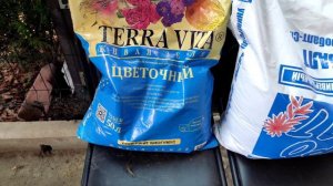 Огородной земле нет! Перелив, корневая гниль крупнолистной гортензии. Реанимация!!!🚑💊#гортензия