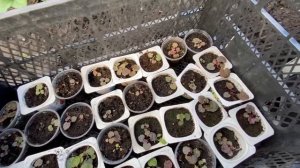 Пересадка гейхеры в открытый грунт .