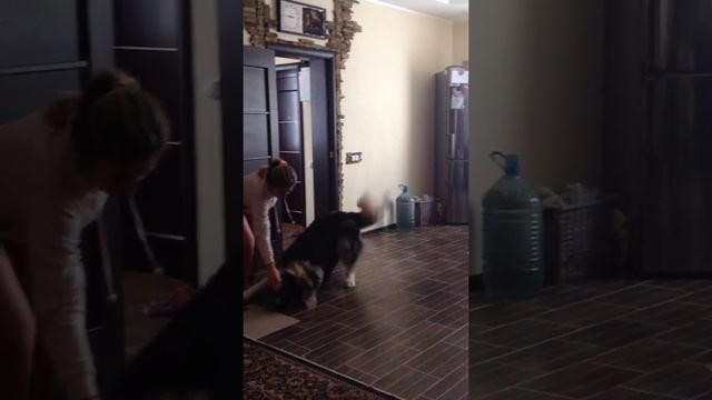 Наша кавказская овчарка (Тайсон ) смотреть онлайн