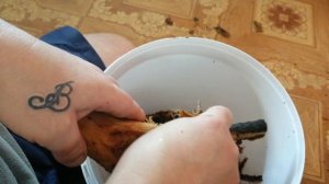 #Аквариум#Коряга в аквариум#  #Стругаю варёную корягу в аквариум# Часть 2#