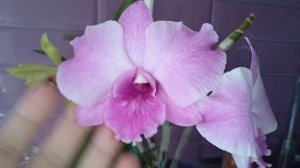 30.Дендробиум Lady Pink King Dragon