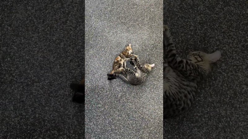 Коты