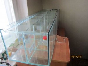 1. Аквариум своими руками. Как правильно сделать аквариум для петушков