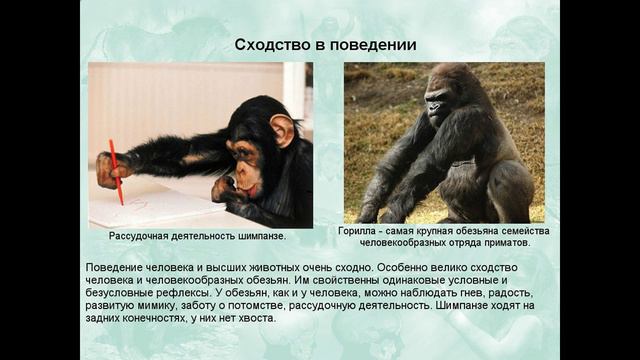 Таблица сходство и отличие человека и животного Shtampik.com