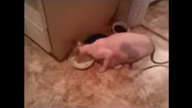 Кошка говорит Нормально смотреть онлайн