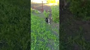 Метис хаски и восточно-европейской лайки