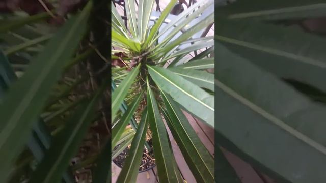 Madagascar palm