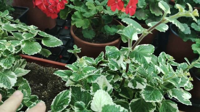 Зимнее содержание Плектрантуса Ампельного. Все способы как сохранить и размножить Плектрантус в дом смотреть онлайн