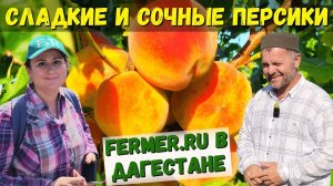 15 тонн персиков. 700 деревьев на трёх гектарах. Персики Гаджи. Небольшой персиковый сад в Дагестане