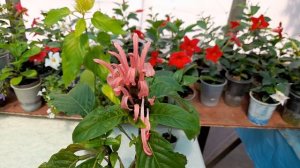 Якобиния. Уход и содержание