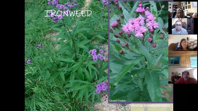 Summer Wildflowers смотреть онлайн