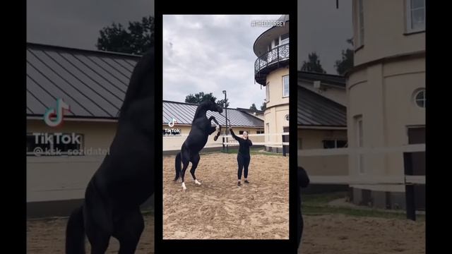 Вороная масть лошади ? #horse #лошади #конныйспорт