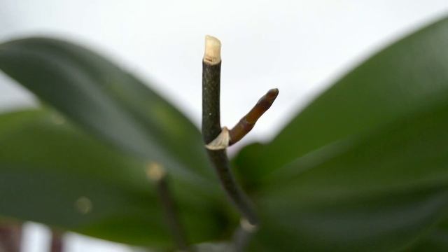 КОРНИ орхидеи РАСТУТ как НА ДРОЖЖАХ! АСКОРУТИН ТВОРИТ ЧУДЕСА! ПРОСТО добавь орхидеи ЭТО В ПОЛИВ! смотреть онлайн