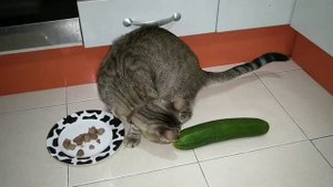 Боятся ли коты огурцов
