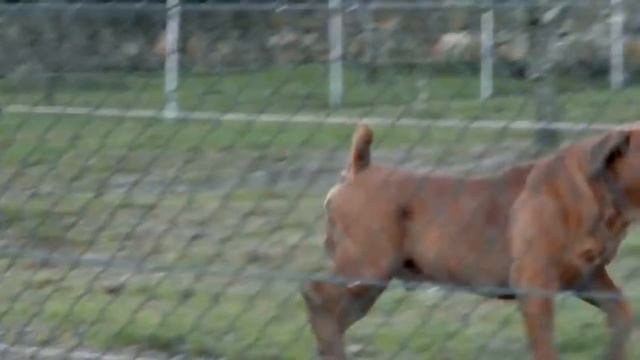 ЖЕР БЕТІНДЕГІ ЕҢ ҚАУІПТІ ИТ ТҰҚЫМЫ смотреть онлайн