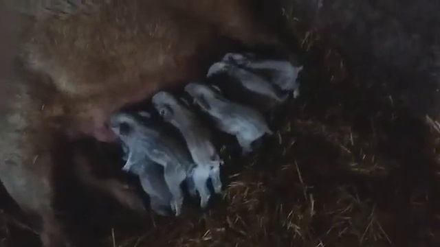 Поросята Венгерской Мангалицы,кормление.? смотреть онлайн