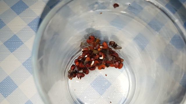 Проросшие семена каркаде смотреть онлайн