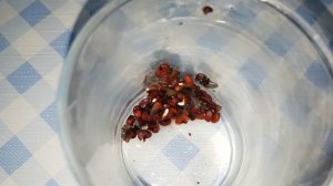Проросшие семена каркаде