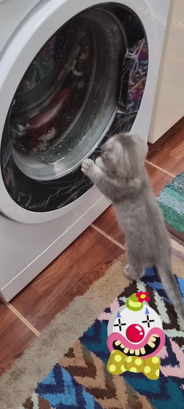 Крутой помощник. Смешные животные.