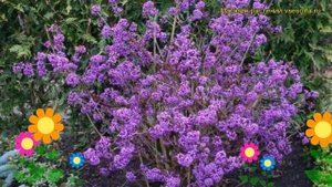 Красивоплодник бодиньера Профьюжн. Краткий обзор, описание callicarpa bodinieri Profusion