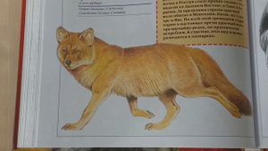 Красная книга России - Читает Т.А. Соколова. Библиотека мкрн. Луговая